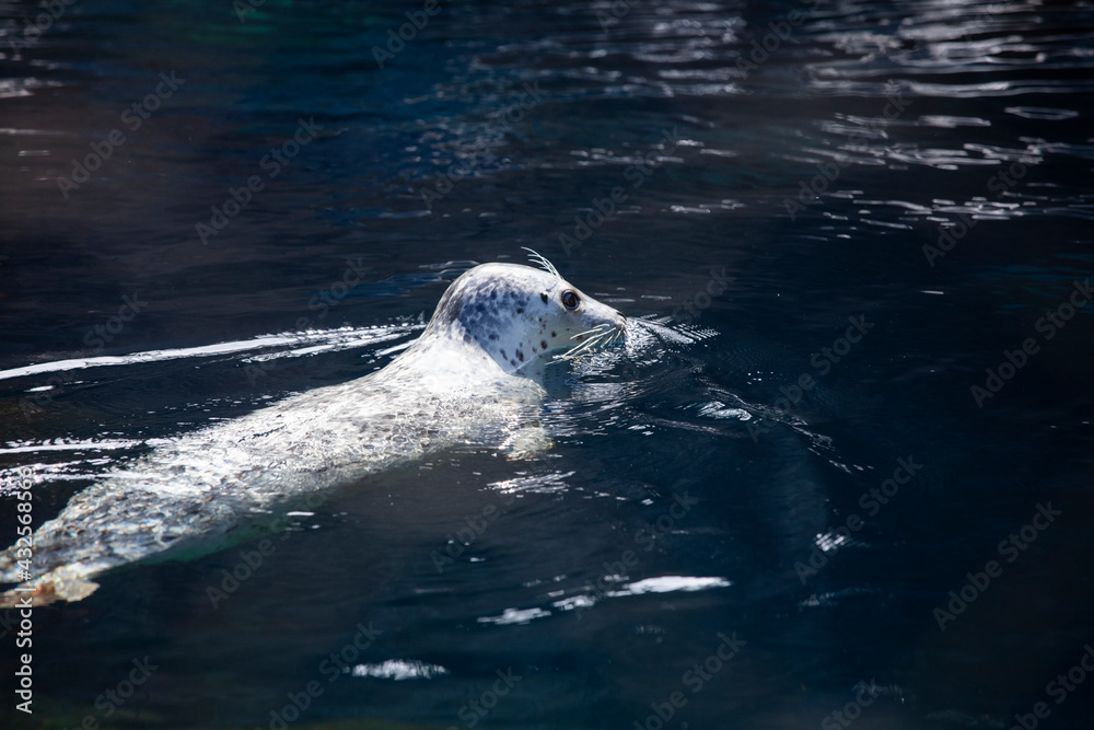 Fototapeta premium harbor seal playing in water