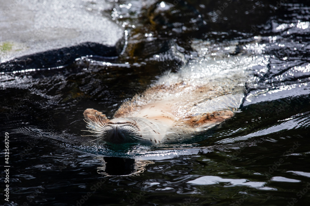Obraz premium harbor seal playing in water