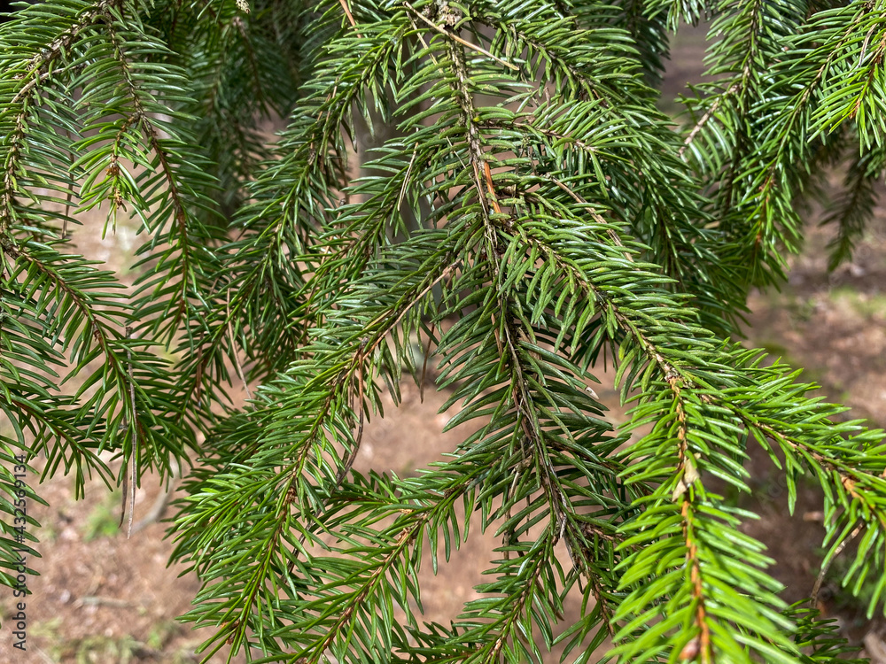 Tree branch close-up. Green branches of the Christmas tree grow in the forest. Evergreen tree Christmas tree