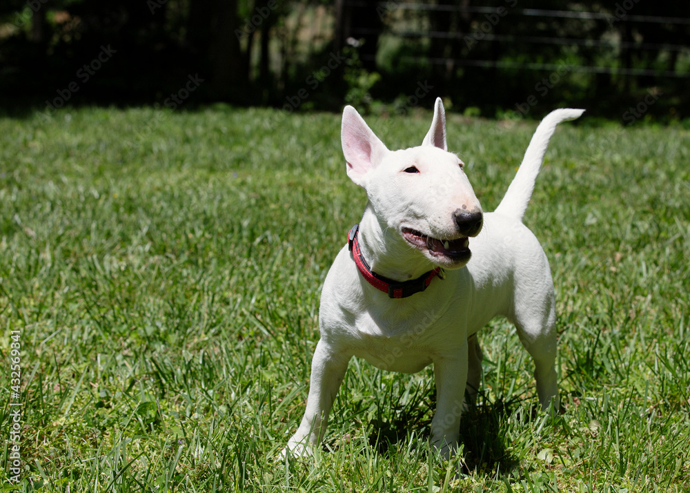 Miniature bull terrier playing on the grass in park