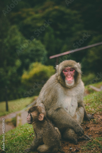 Monkey at the Kyoto monkey park © Adi Seres