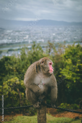 Monkey at the Kyoto monkey park © Adi Seres