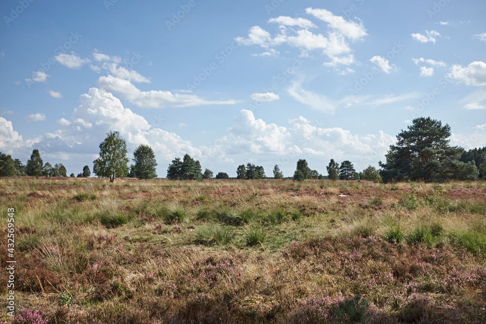 Panorama view over Lueneburg Heath near Hamburg Panorama view over Lueneburg Heath near Hamburg