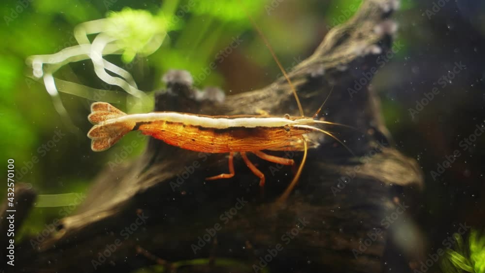 Freshwater Bamboo Shrimp sitting on a snag. Atyopsis moluccensis. Freshwater Bamboo Shrimp sitting on a snag. Atyopsis moluccensis.