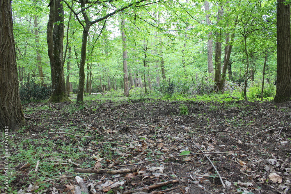 Fototapeta premium Forêt de Fontainebleau en France