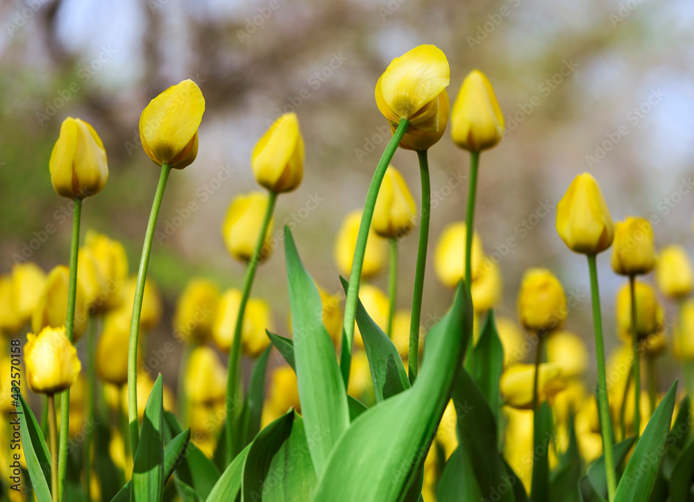 Fototapeta premium blooming yellow tulips on a flower bed, floral background with partial blur, selective focus