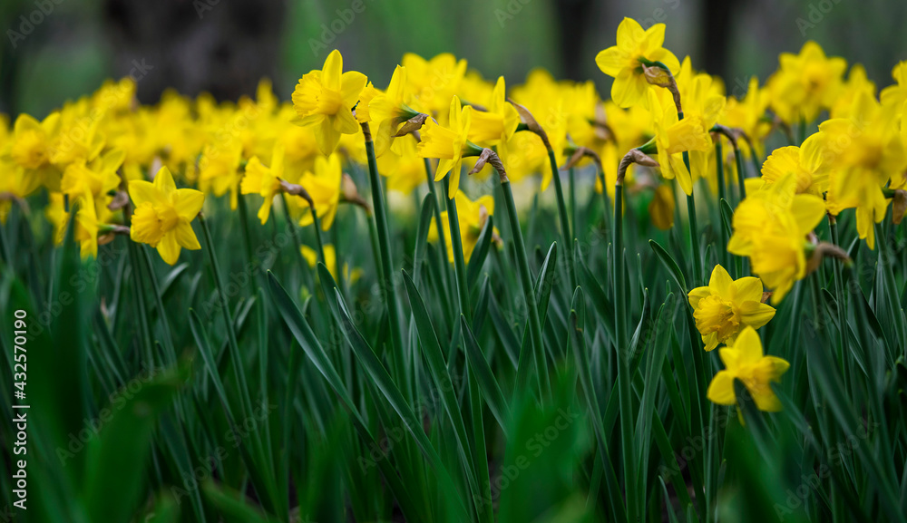 blooming yellow daffodils on a flower bed, floral background with partial blur, selective focus blooming yellow daffodils on a flower bed, floral background with partial blur, selective focus