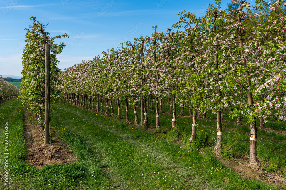 Naklejka premium Apfelbaumplantage