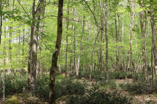 Forêt de Fontainebleau en France