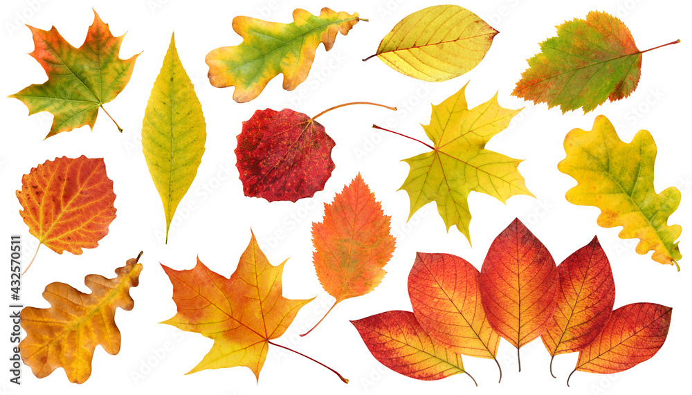 collection of autumn leaves isolated on a white background. collection of autumn leaves isolated on a white background.