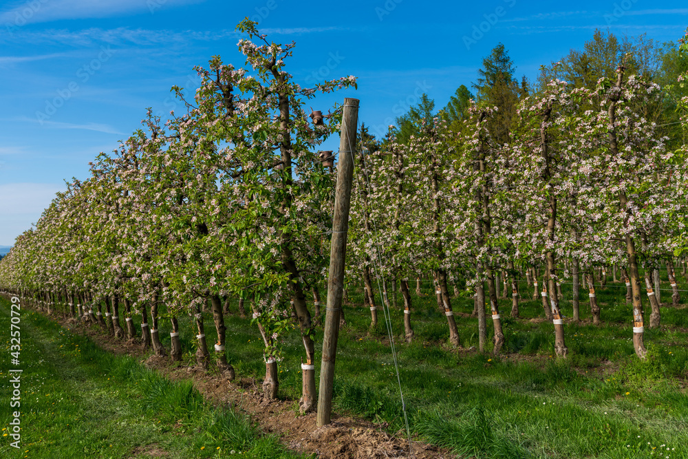 Fototapeta premium Apfelbaumplantage