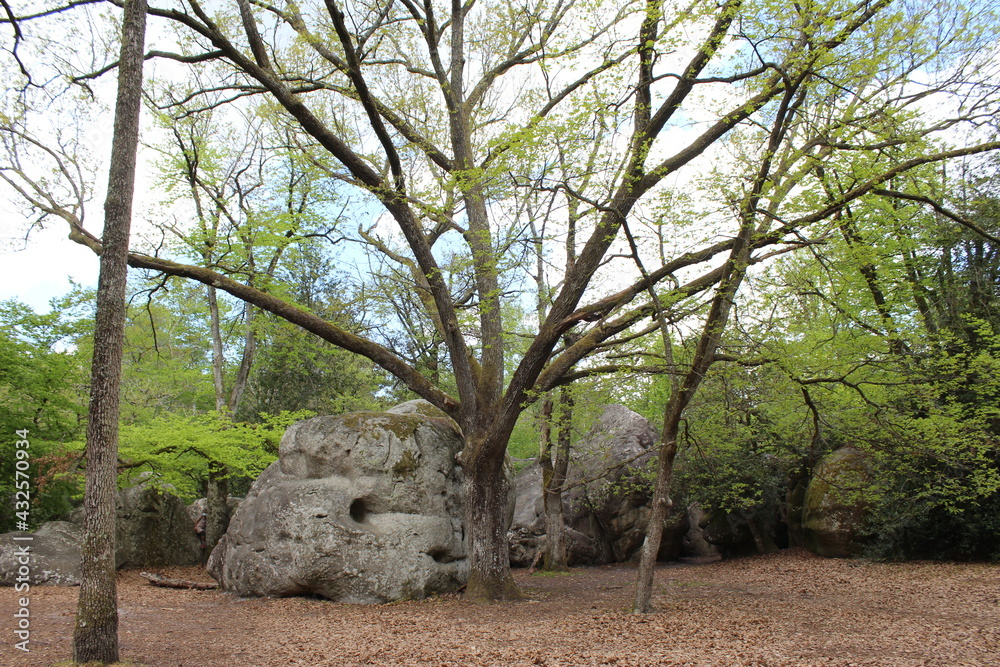 Rocher de la forêt de Fontainebleau Rocher de la forêt de Fontainebleau