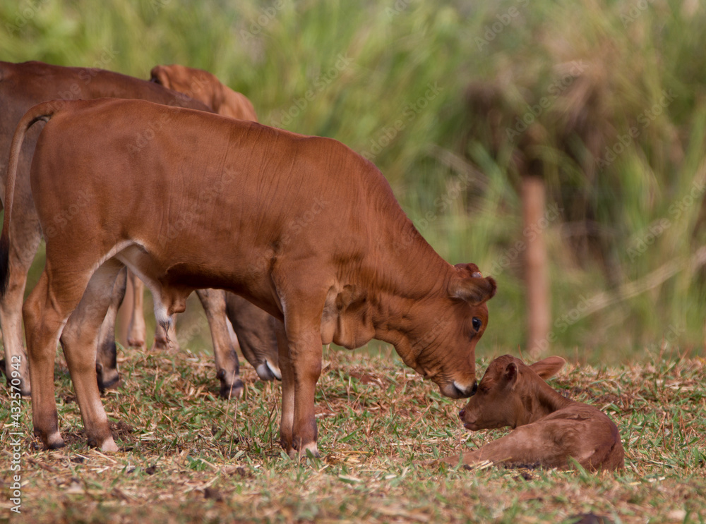 calf