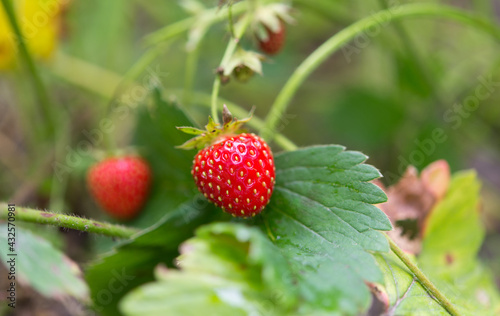 Harvest sweet fresh open red strawberries growing outside in soil