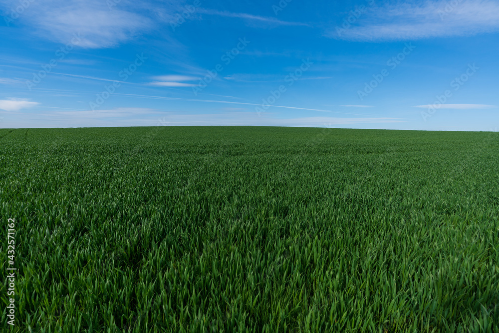 grünes Weizenfeld mit Himmel und Wolken