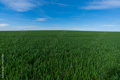 gr  nes Weizenfeld mit Himmel und Wolken