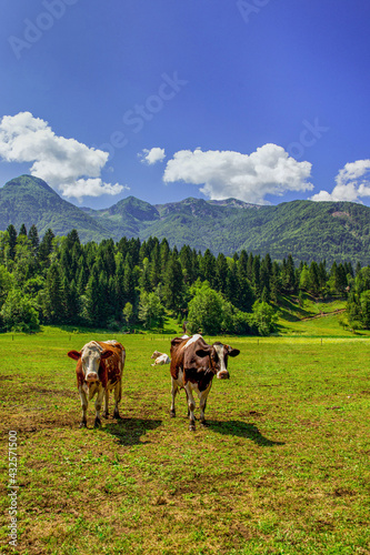 Cows on the Pasture  © Spanic