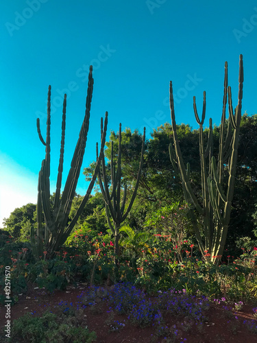 Outdoor garden with cactus trees and flowers beautiful sky