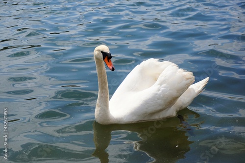 White swan swims on peaceful lake. 