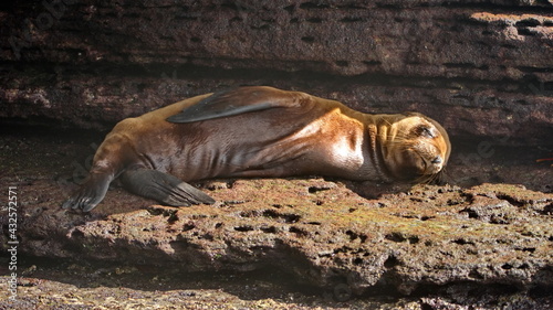 Sea lion pup lying on lava rock at Puerto Egas, Santiago Island, Galapagos, Ecuador photo