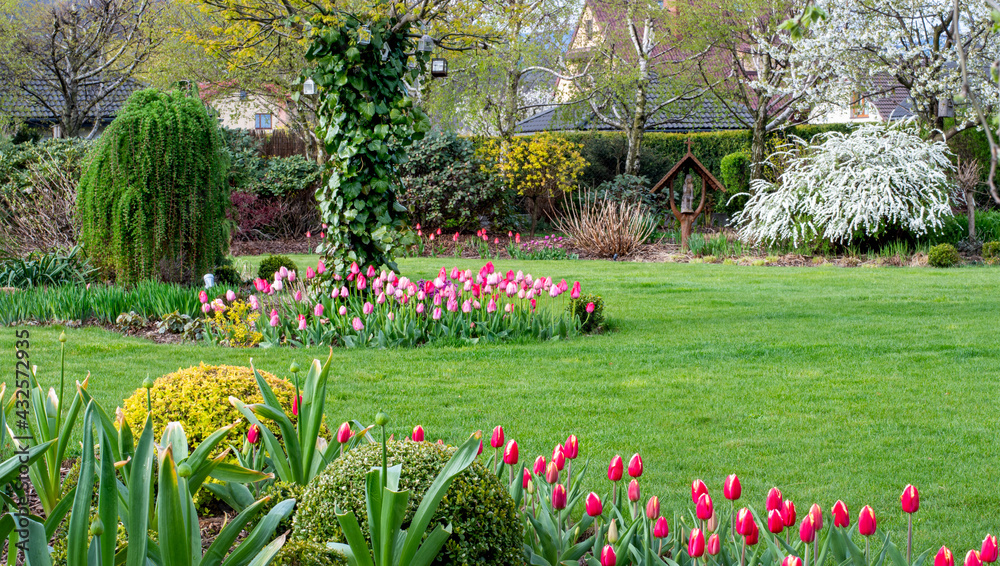 Fototapeta premium Wiosna w ogrodzie. Tulipany na wiosennych rabatach
