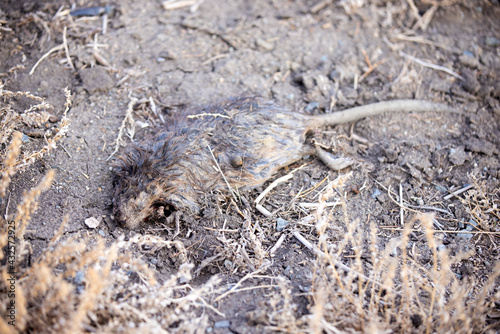 Dead decaying grey muskrat lies in dirt along a sagebrush path