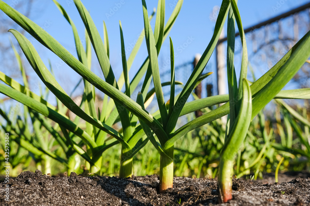 Young garlic grows in the garden. Close up view of young strong garden plants or seedlings and the ground. Gardening concept Young garlic grows in the garden. Close up view of young strong garden plants or seedlings and the ground. Gardening concept