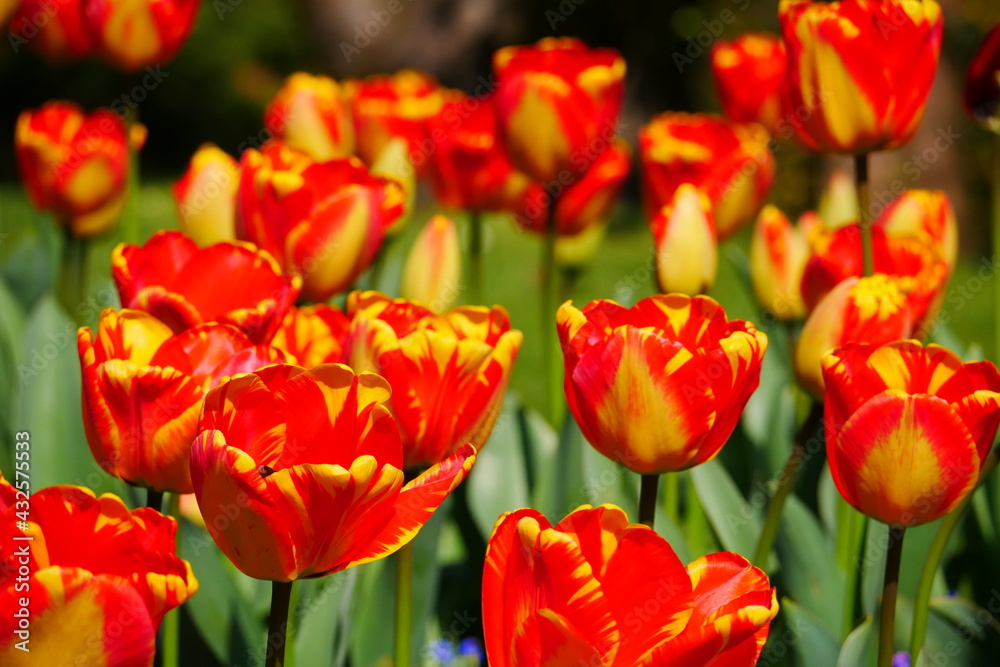 close up of a flower bed with red yellow tulips in sunlight tulipa