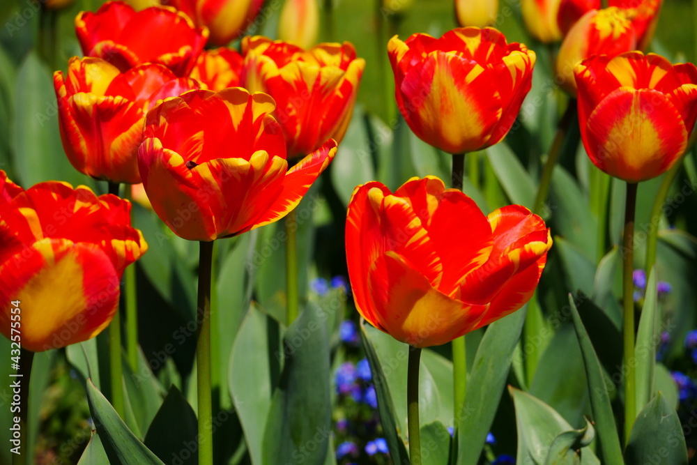 tulipa close up of red yellow tulip flowers tulipa close up of red yellow tulip flowers