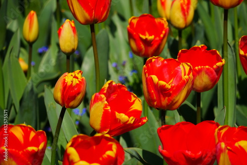 close up of a red yellow tulip field with opened and closed flowers in spring Tulipa Liliaceae