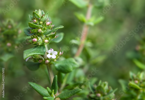 Thyme plant starting to flower in spring. Macro of lush green blue thyme twig with leaves. Aromatic herb used for flavoring food and herbal medicine. Known as Thymus vulgari. Selective focus.