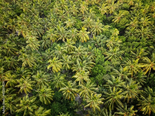 Coconut palm tree aerial view tropical forest