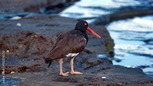 American oystercatcher (Haematopus palliates) on lava rock in Puerto Egas, Santiago Island, Galapagos, Ecuador photo