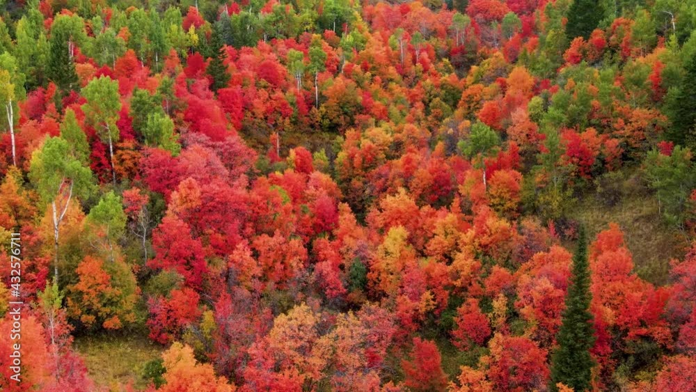 Flying over a mountainside forest in Wyoming covered with trees turning their fall colors Flying over a mountainside forest in Wyoming covered with trees turning their fall colors