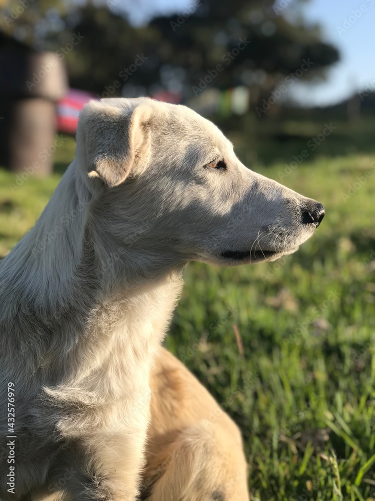 portrait of a dog portrait of a dog