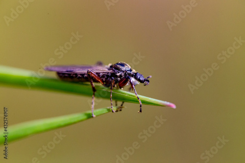 Macro fly on green leaf with golden background