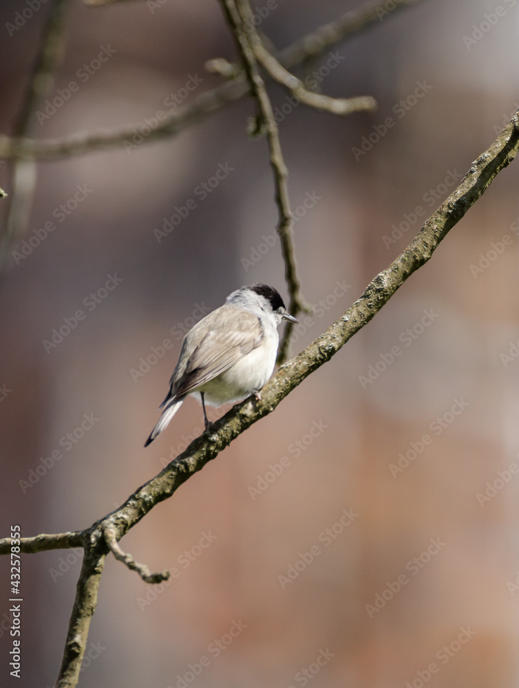 Bird with black cap sitting on branch with brown white background Bird with black cap sitting on branch with brown white background