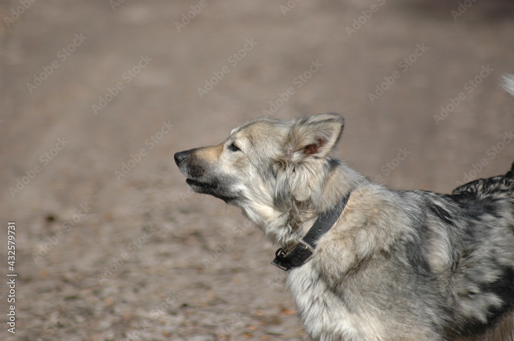 gray cute fluffy dog mongrel in a collar gray cute fluffy dog mongrel in a collar
