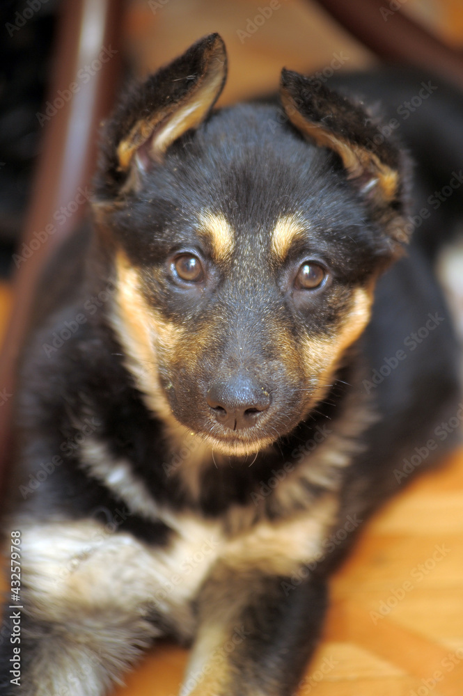 cute little brown and black mongrel puppy