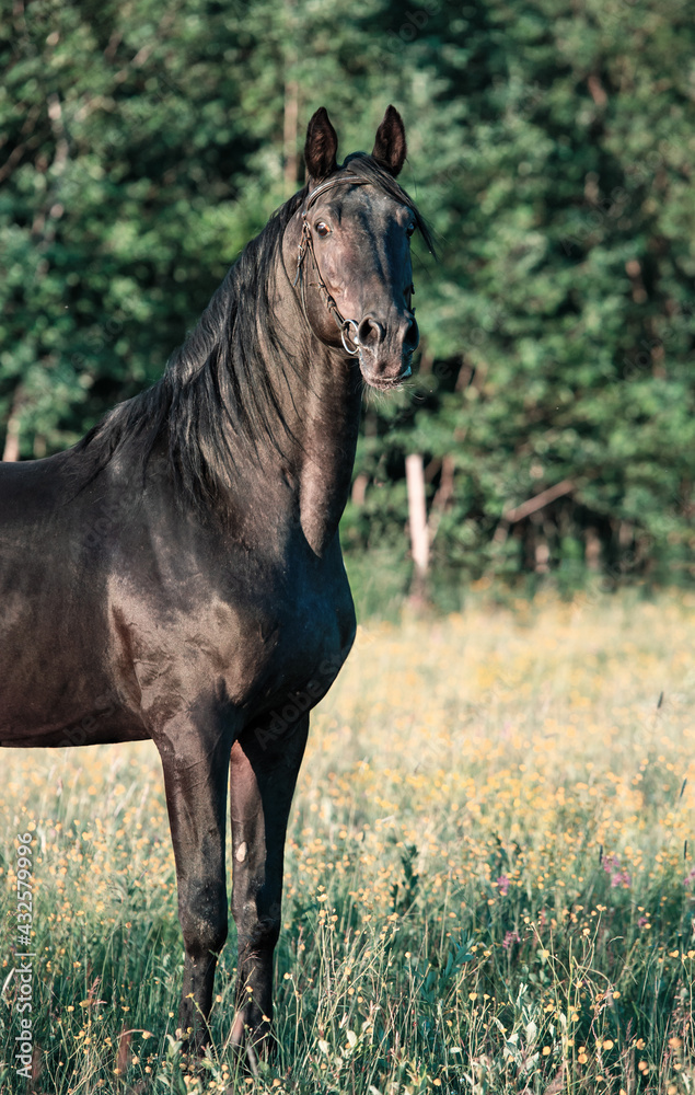 portrait of breeding Trakehner black stallion posing in the field. portrait of breeding Trakehner black stallion posing in the field.