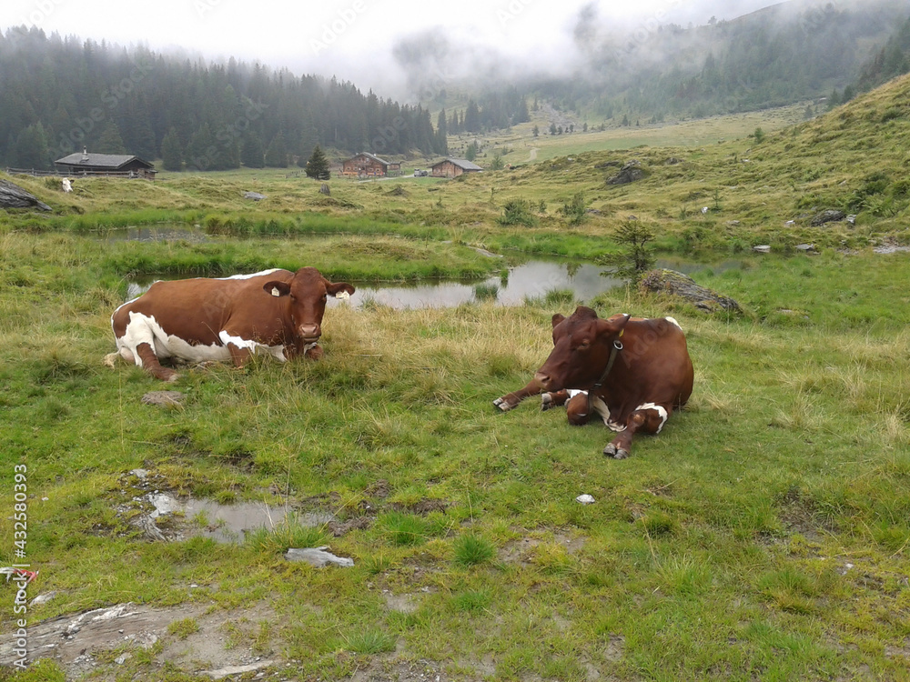 Cows resting in a meadow in cloudy weather, mountain landscape, meadow and animals Cows resting in a meadow in cloudy weather, mountain landscape, meadow and animals