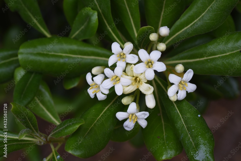 Naklejka premium Japanese cheesewood （Pittosporum tobira) blossoms. Pittosporaceae evergreen shrub. Beach plants. 