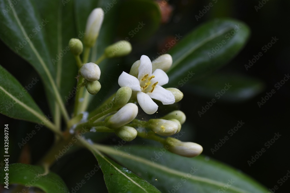Fototapeta premium Japanese cheesewood （Pittosporum tobira) blossoms. Pittosporaceae evergreen shrub. Beach plants. 