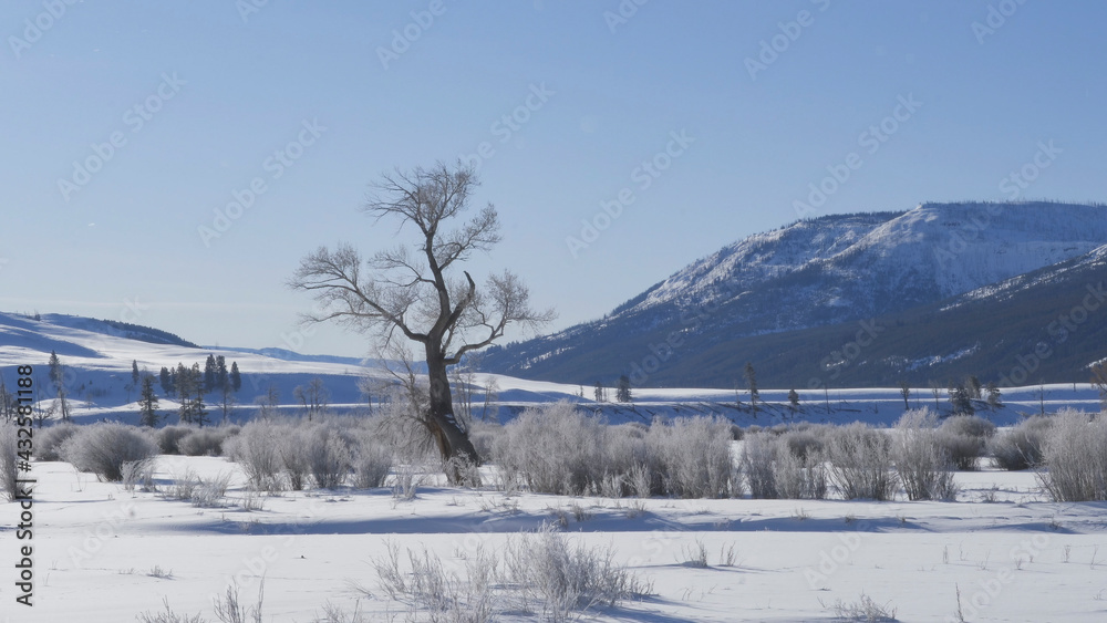 winter shot of tree at lamar valley covered with frost at yellowstone