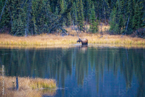 Moose wading in a pond