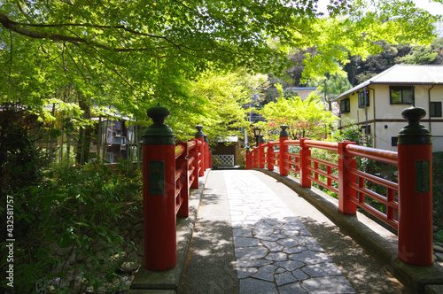 静岡県伊豆市、修善寺、晴天、竹林の小径
