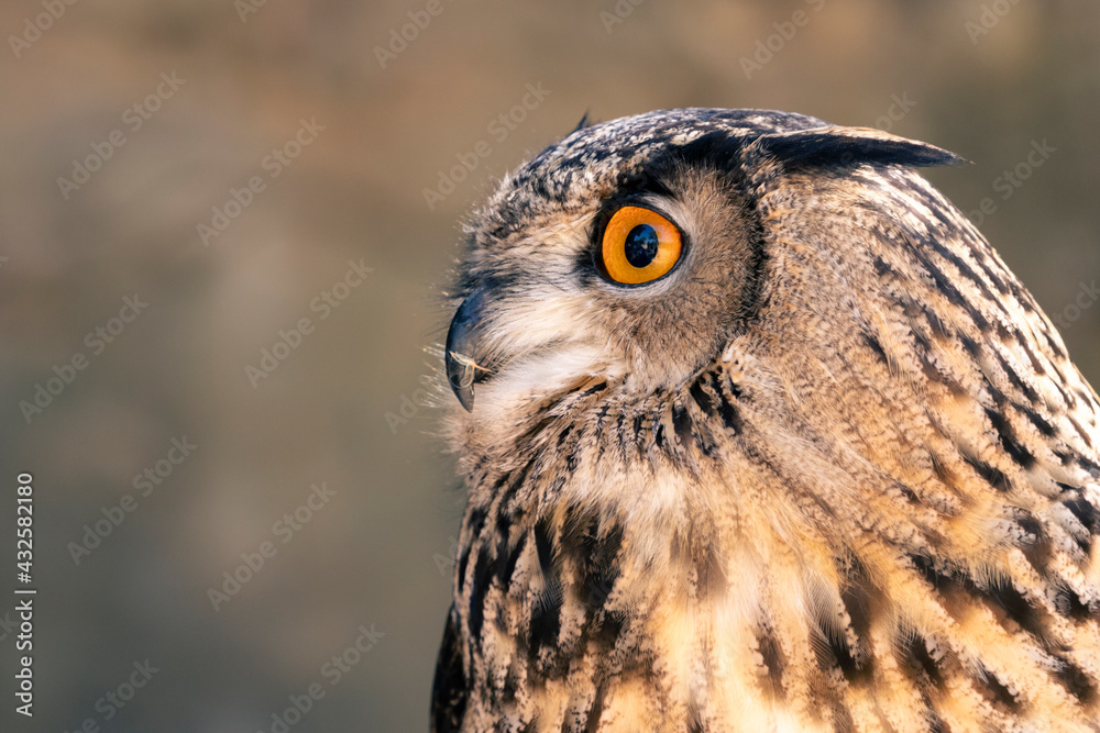 Obraz premium BUHO REAL 