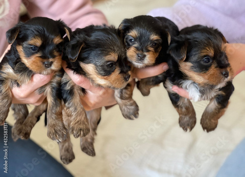 Adorable cute 4 tiny puppies. Yorkshire terriers.