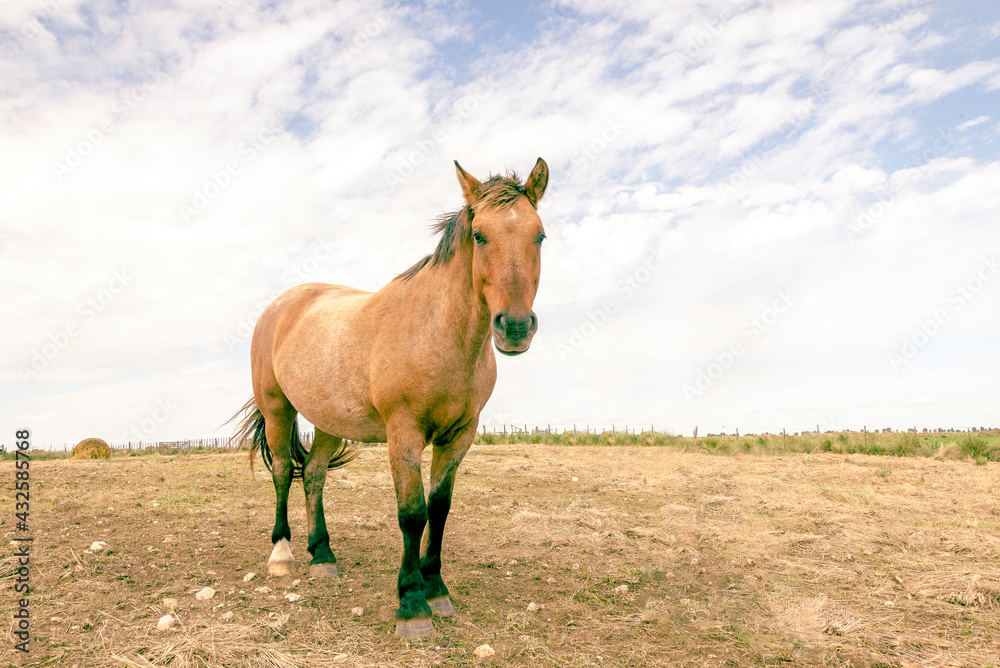 Caballo de trabajo mirando de frente en un campo de Buenos Aires