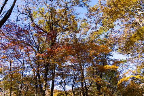 11月広島県民の森、乱雑な紅葉。